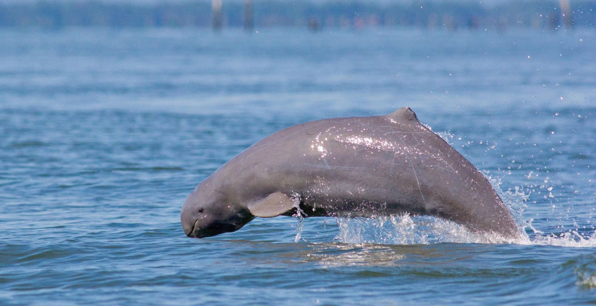 Irrawaddy Dolphins