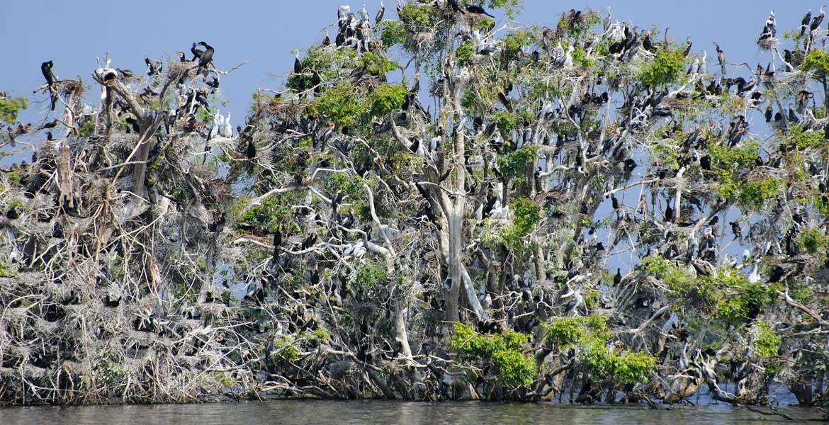 Prek Toal Bird Sanctuary