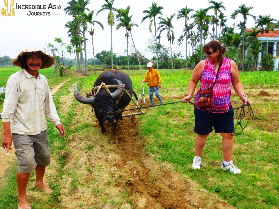 Water buffalo